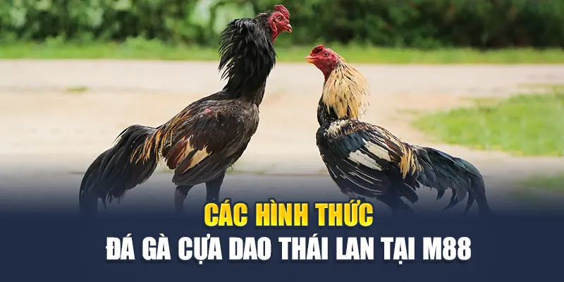Các hình thức đá gà cựa dao Thái Lan tại M88