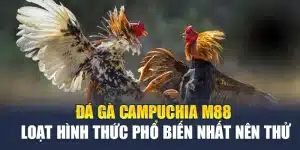 Đá Gà Campuchia M88- Loạt Hình Thức Phổ Biến Nhất Nên Thử