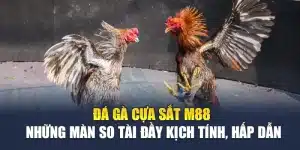 Đá Gà Cựa Sắt M88 – Những Màn So Tài Đầy Kịch Tính, Hấp Dẫn