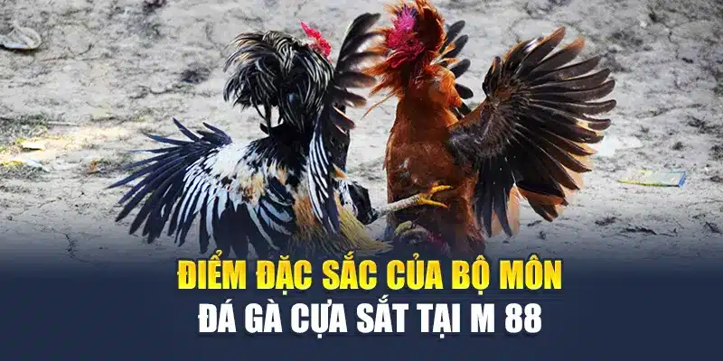 Điểm đặc sắc của bộ môn đá gà cựa sắt tại M 88