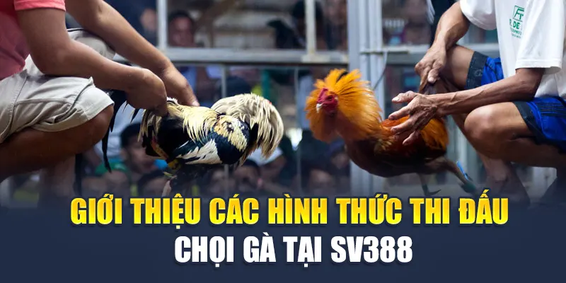 Giới thiệu các hình thức thi đấu chọi gà tại SV388
