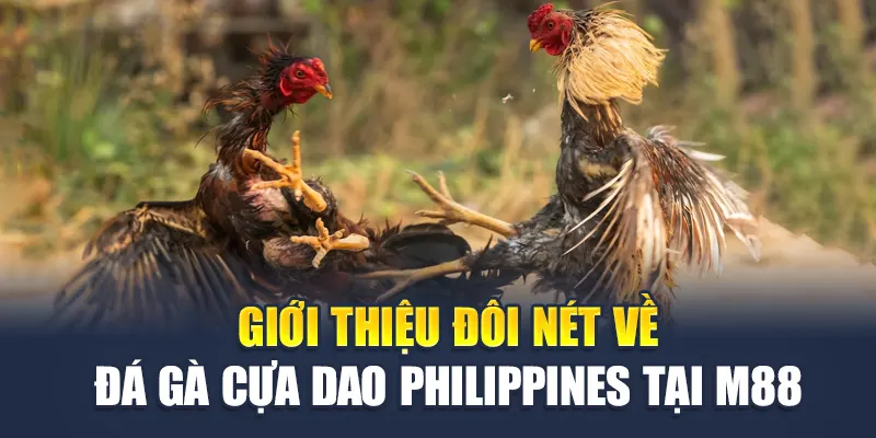 Giới thiệu đôi nét về đá gà cựa dao Philippines tại M88