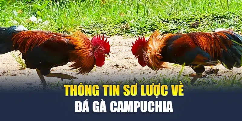 Thông tin sơ lược về đá gà Campuchia
