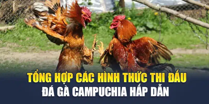 Tổng hợp các hình thức thi đấu đá gà Campuchia hấp dẫn 